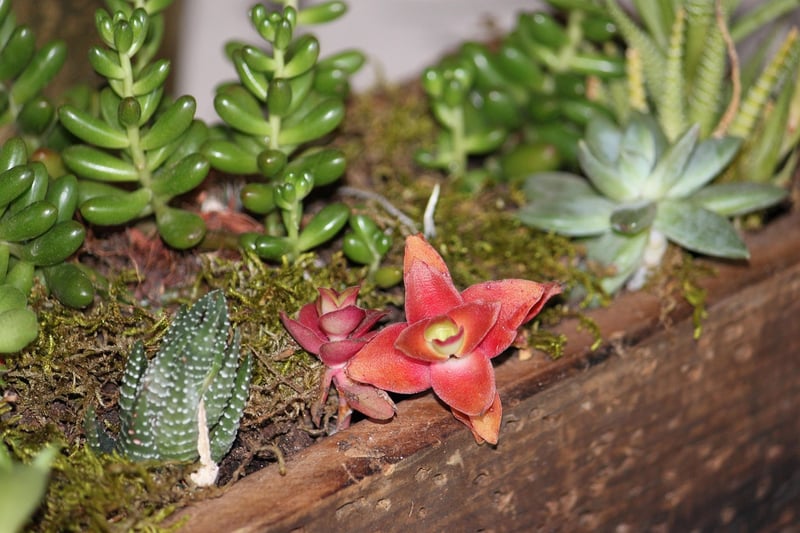 Centerpieces